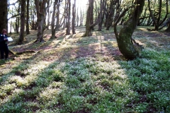 stonebyres-wood-rigg