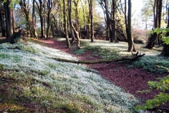 stonebyres-wood-track2
