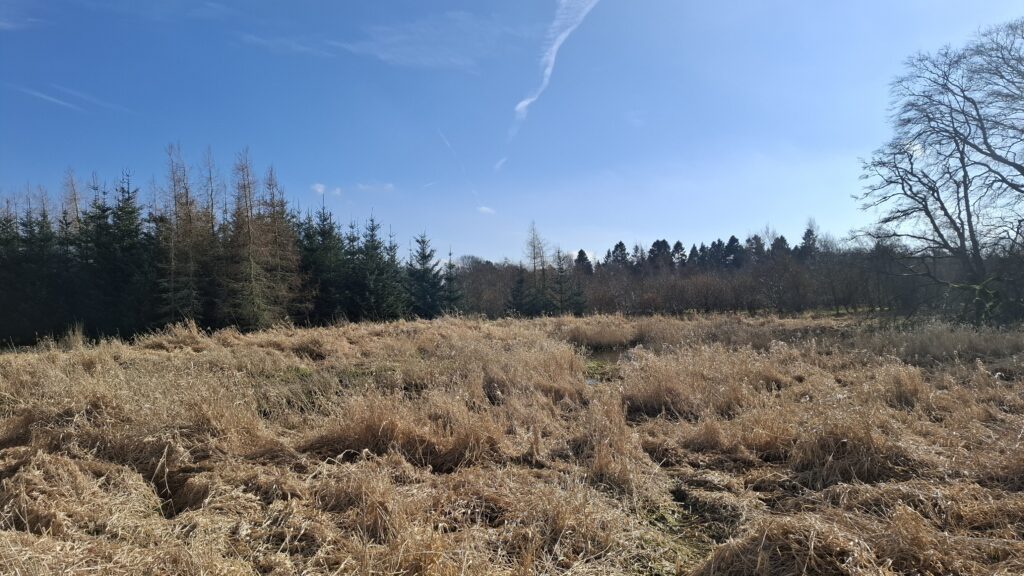 large area of long, dead grass with conifer trees in the background